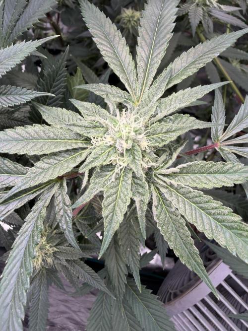 Compound genetics. Week 5 - Dolato