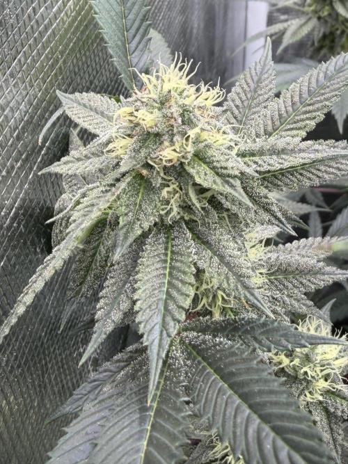 Compound genetics. Week 5 - Jokerz candy