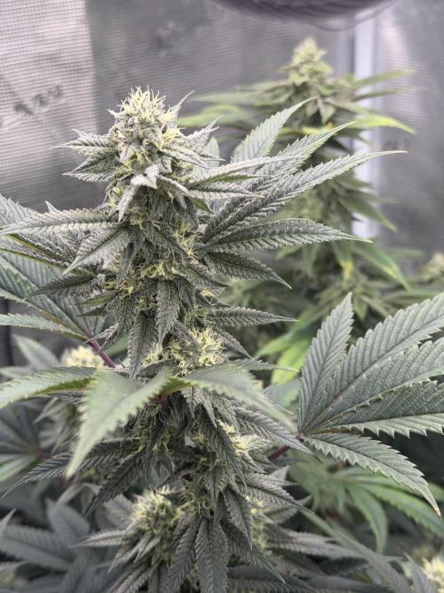 Compound genetics. Week 5 - Jokerz candy