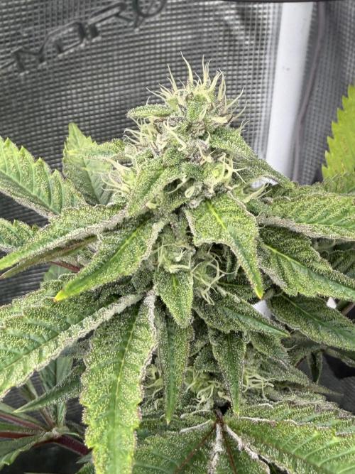 Compound genetics. Week 5 - Dolato