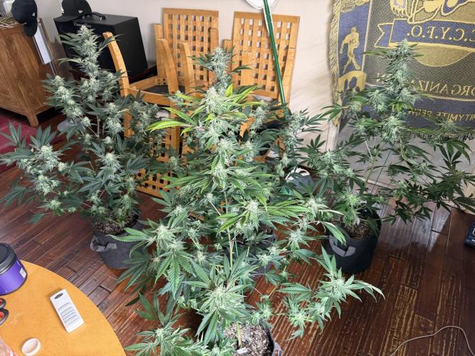 Compound genetics. Week 6