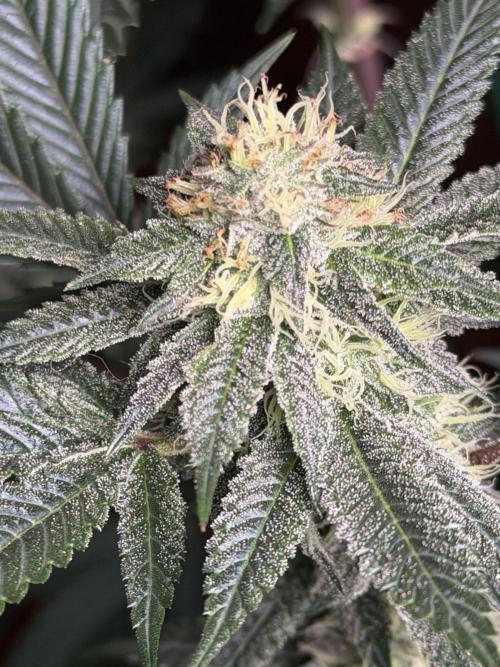 Compound genetics. Week 6