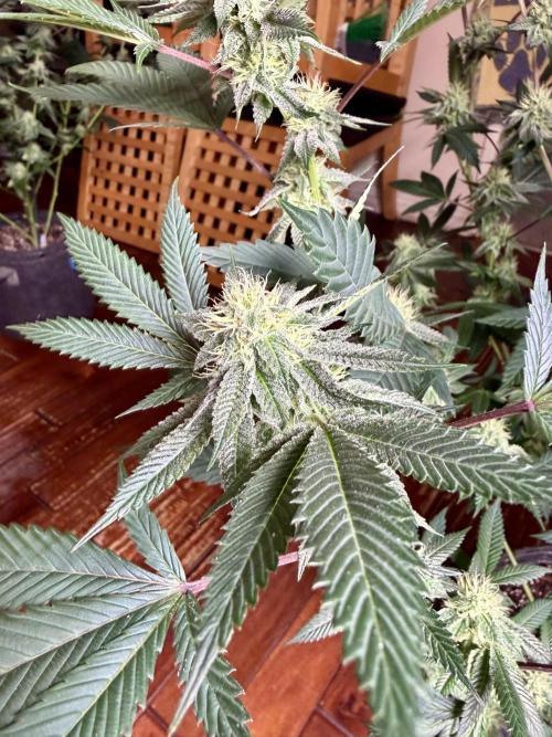 Compound genetics. Week 6