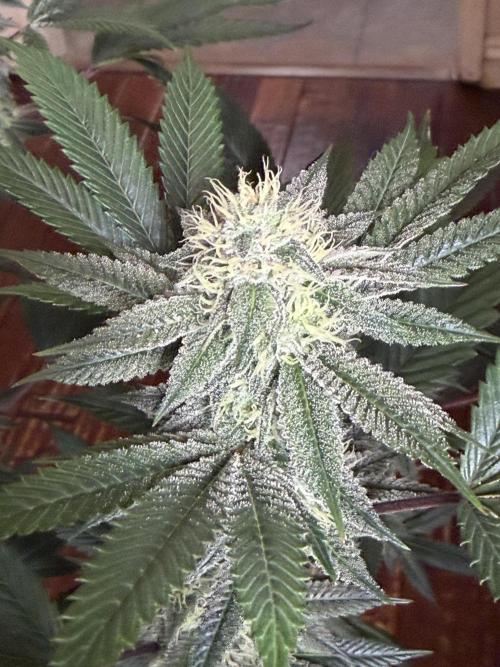 Compound genetics. Week 6