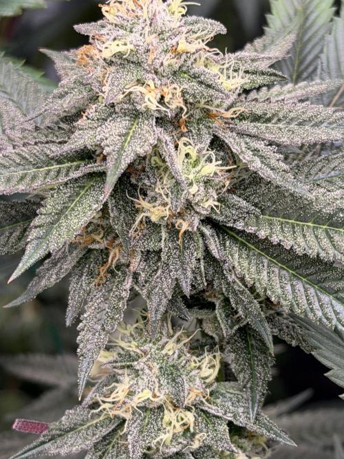 Compound genetics. Week 7 - Jokerz candy