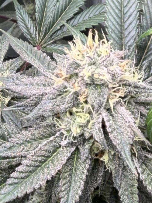 Compound genetics. Week 7