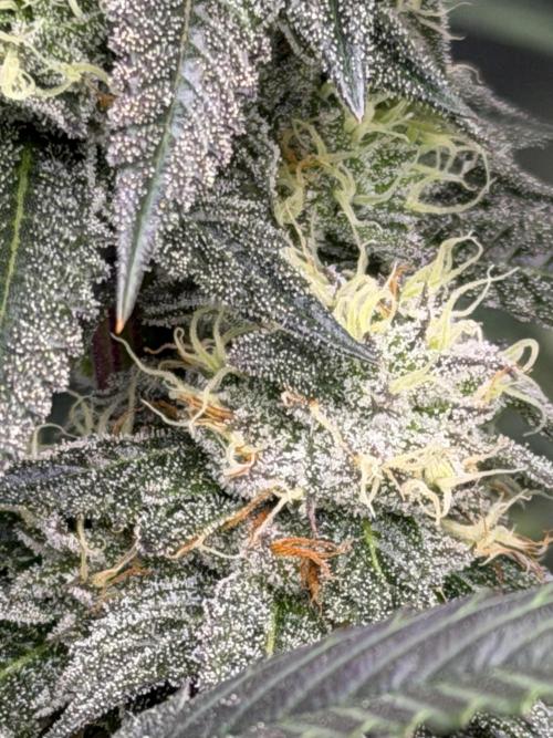 Compound genetics. Week 7