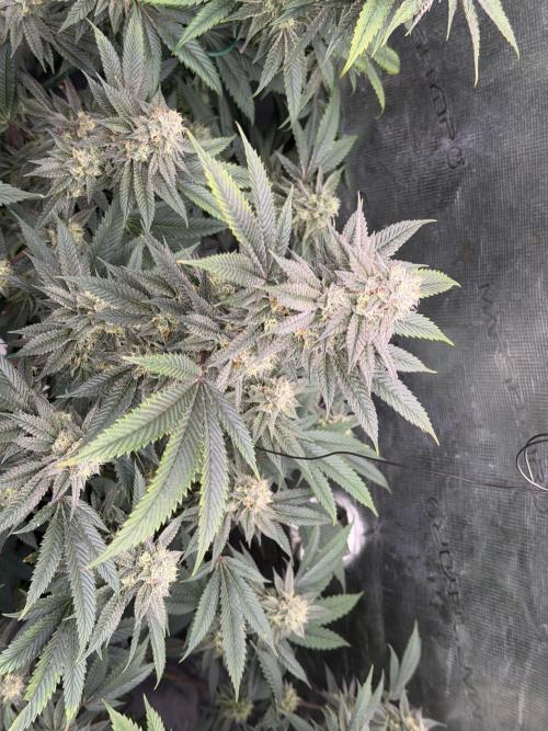 Compound genetics. Week 7