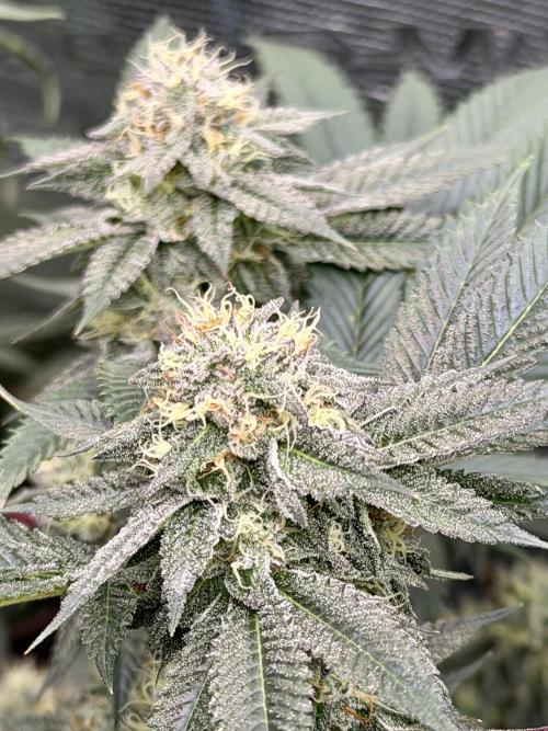 Compound genetics. Week 7