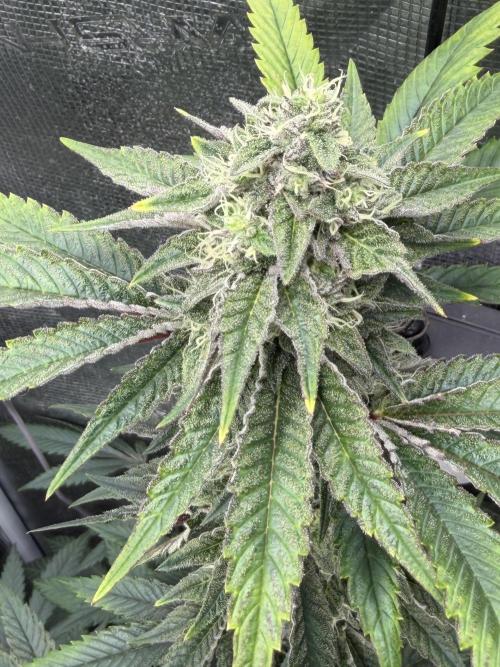 Compound genetics. Week 7 - Dolato