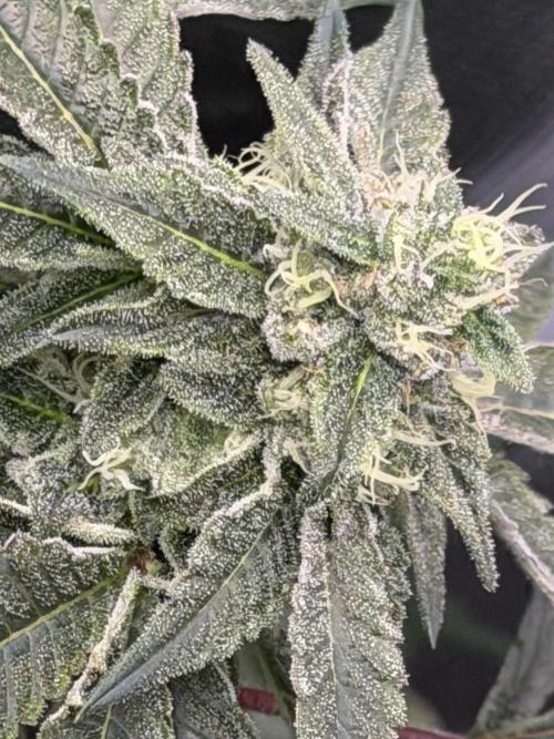 Compound genetics. Week 7