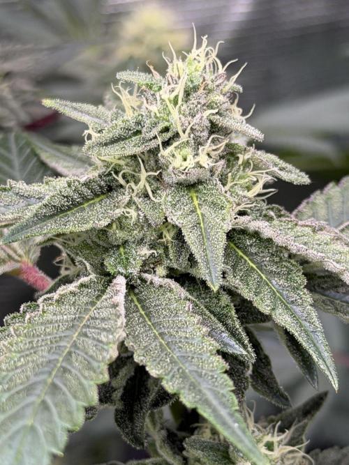 Compound genetics. Week 7