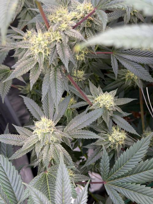 Compound genetics. Week 7