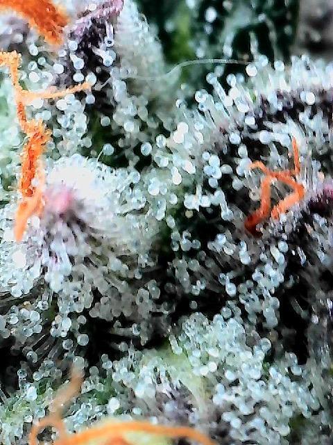 Compound genetics. Week 8