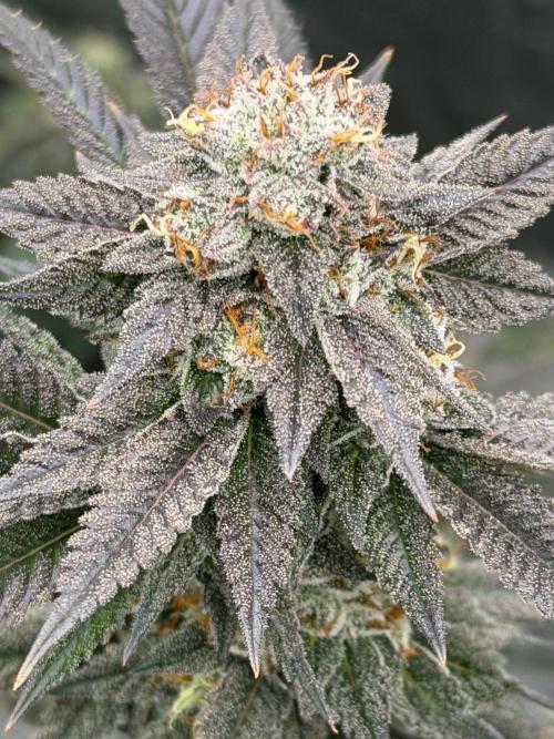 Compound genetics. Week 8