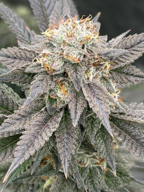 Compound genetics. Week 8