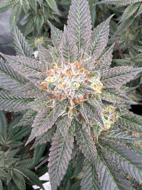 Compound genetics. Week 8