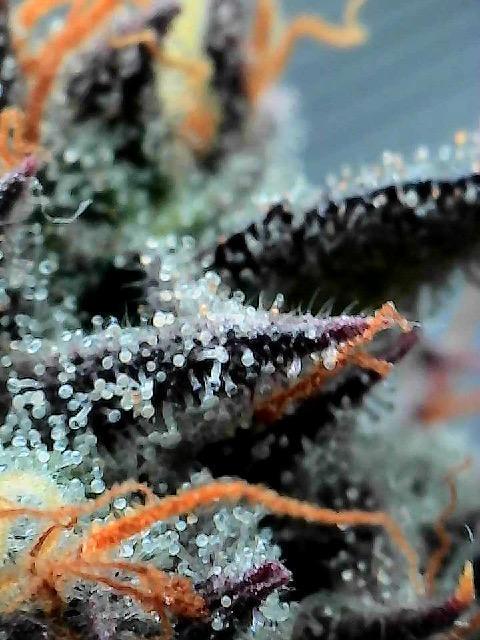 Compound genetics. Week 8