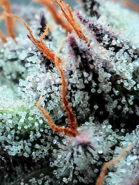 Compound genetics. Week 8