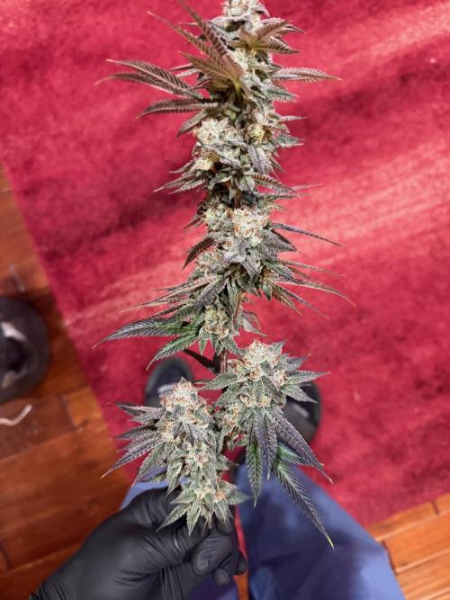 Compound genetics. Week 9