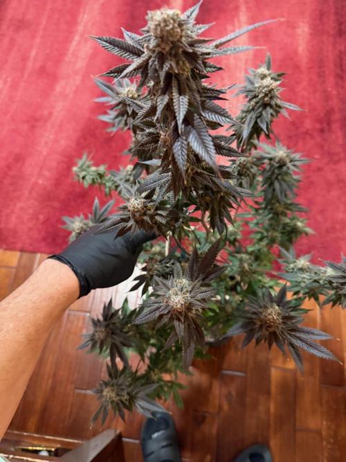 Compound genetics. Week 9