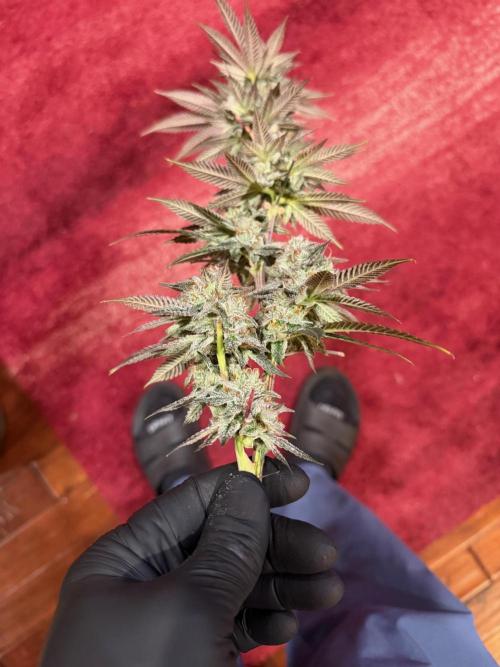 Compound genetics. Week 9