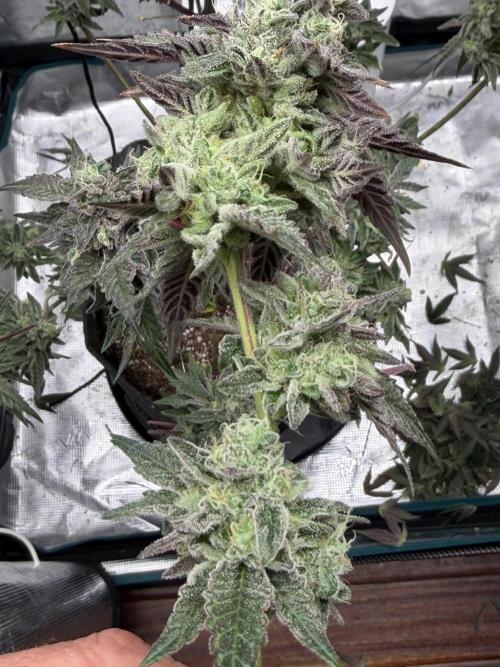 Compound genetics. Week 9