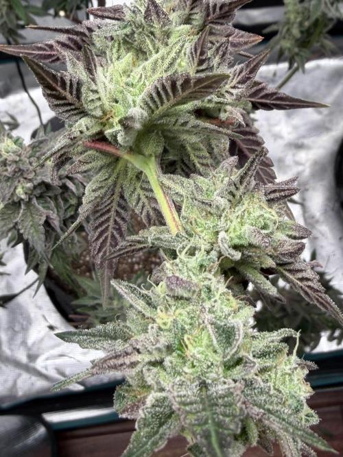 Compound genetics. Week 9