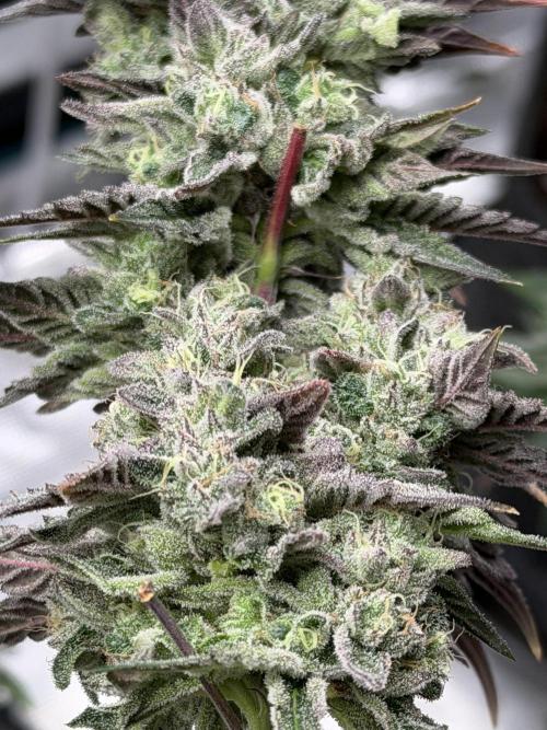 Compound genetics. Week 9