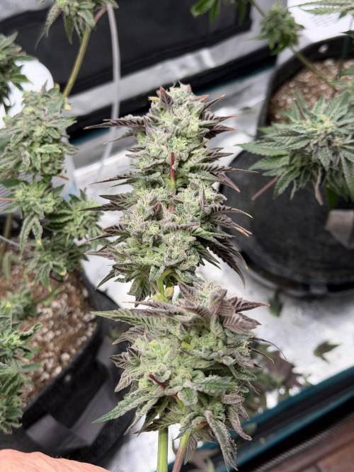 Compound genetics. Week 9