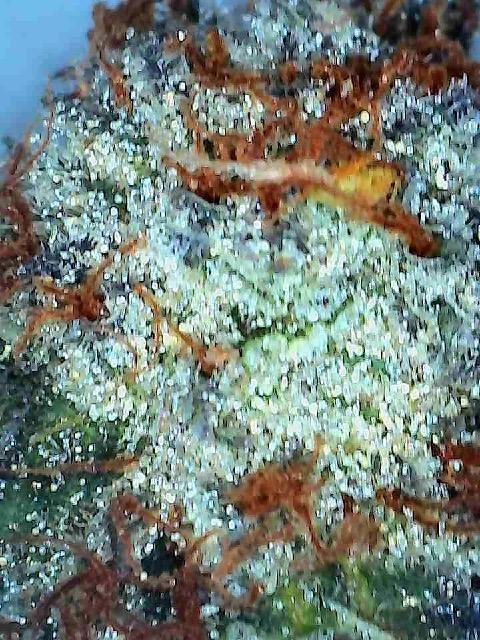 Compound genetics. Week 9