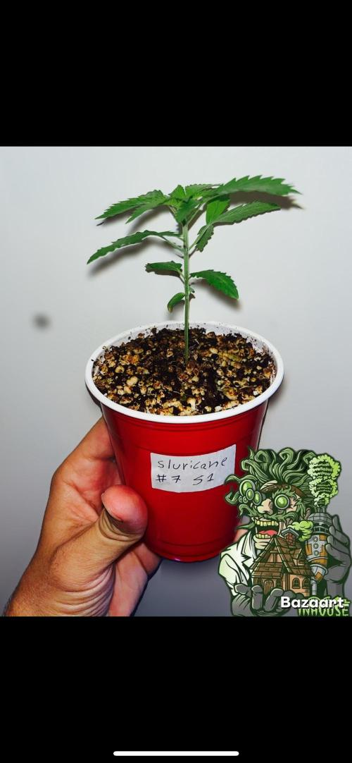 Slurricane #7 mother + clones party. Week 0 - After 2 weeks of germination, In solo cup