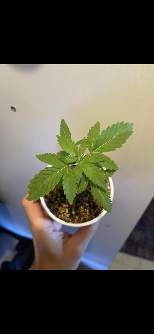 Slurricane #7 mother + clones party. Week 0