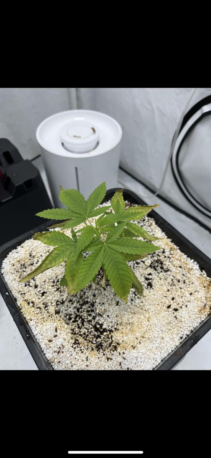 Slurricane #7 mother + clones party. Week 1 - 4 Gal coco perlite  young mother plant