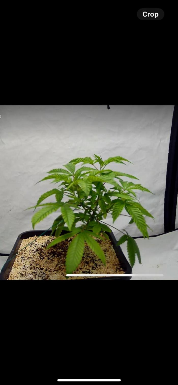 Slurricane #7 mother + clones party. Week 2 - Mother plant after topimg and some LST