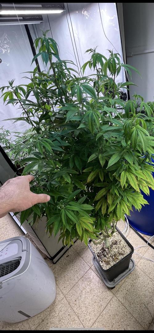 Slurricane #7 mother + clones party. Week 8 - Mother plant