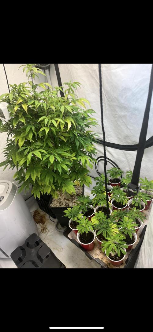 Slurricane #7 mother + clones party. Week 8 - The mother plant and the clones and solo cups