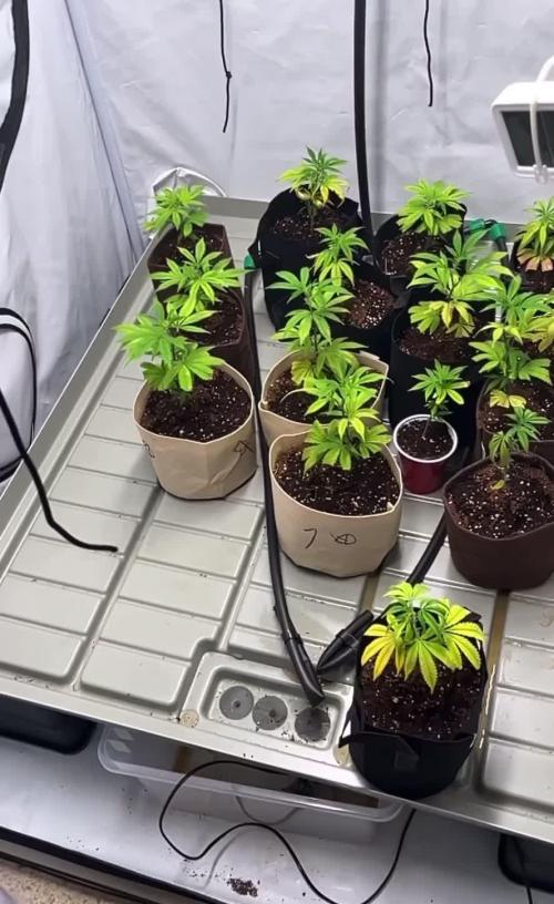 Slurricane #7 party(clones)