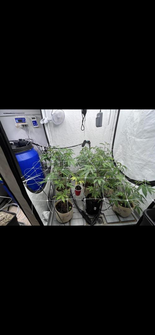 Slurricane #7 mother + clones party. Week 13 - 3x3 grow tent
