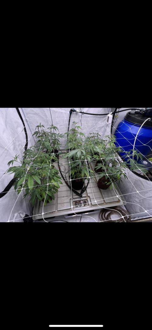 Slurricane #7 mother + clones party. Week 13 - 4x4 grow tent