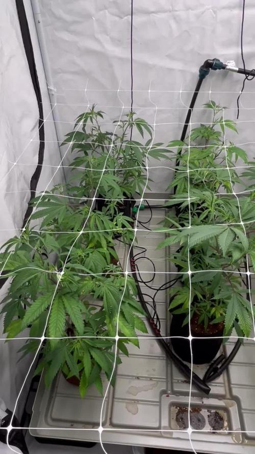 Slurricane #7 mother + clones party