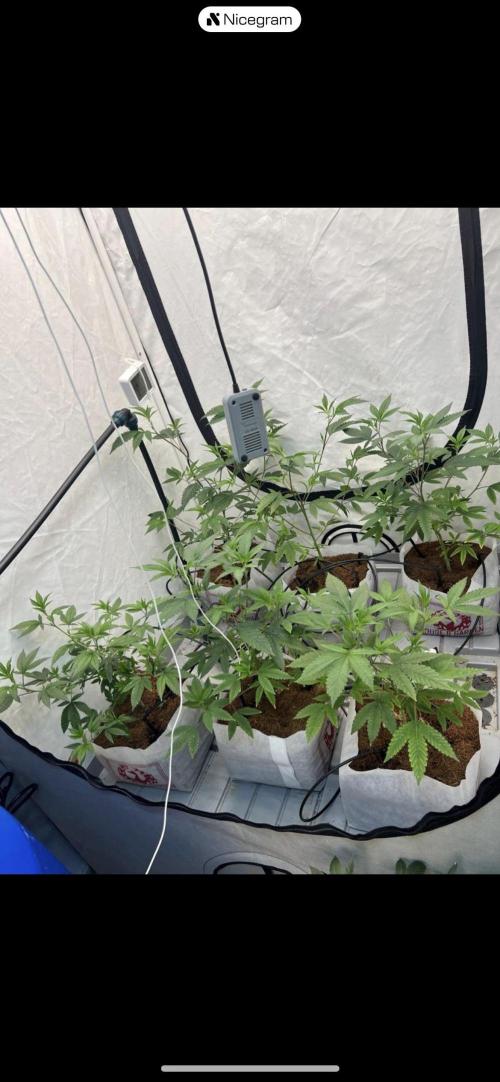 Clone mix party. Week 3 - 3x3 with 6 “grease monkey” cocoa in coco cior “ H&G” 6.5 L bricks 