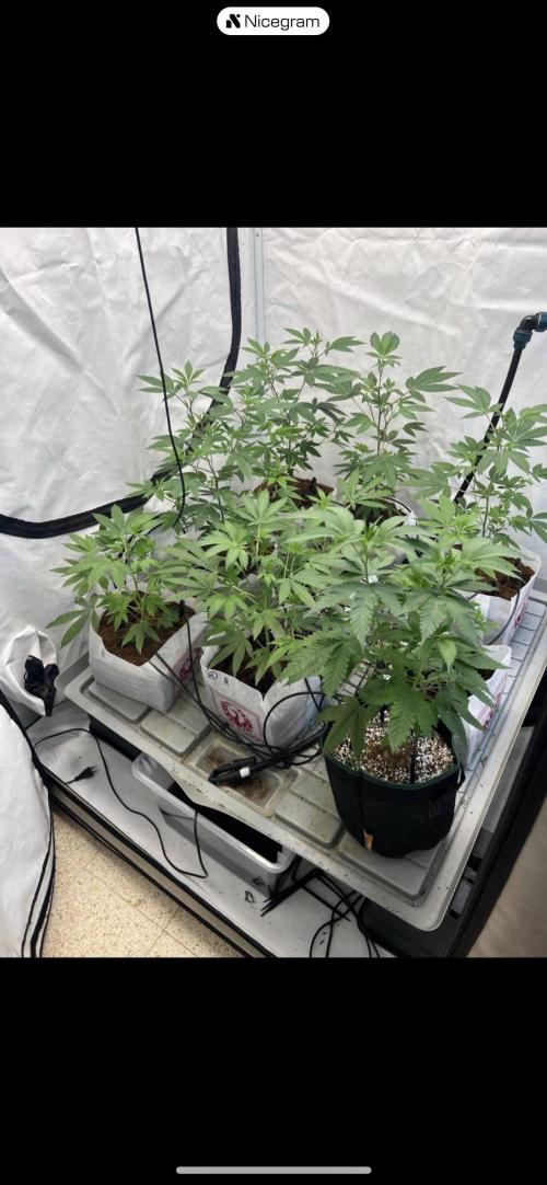 Clone mix party. Week 3 - 4x4 with 4x “grease monkey” 4x “rated r” and 1 regular Aps”seed in febric pot 