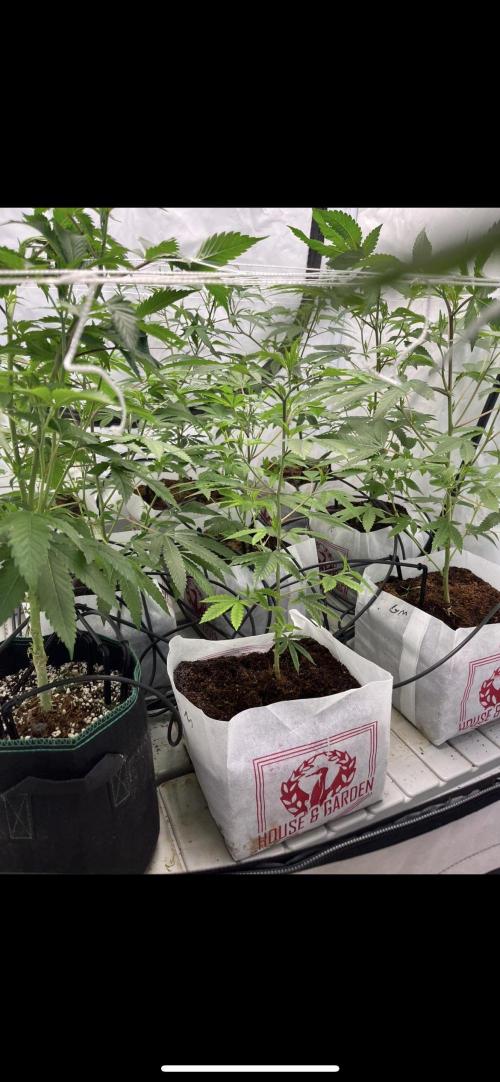 Clone mix party. Week 3 - 4x4 tent with the mix strains inside (black febric pot) aps in space”