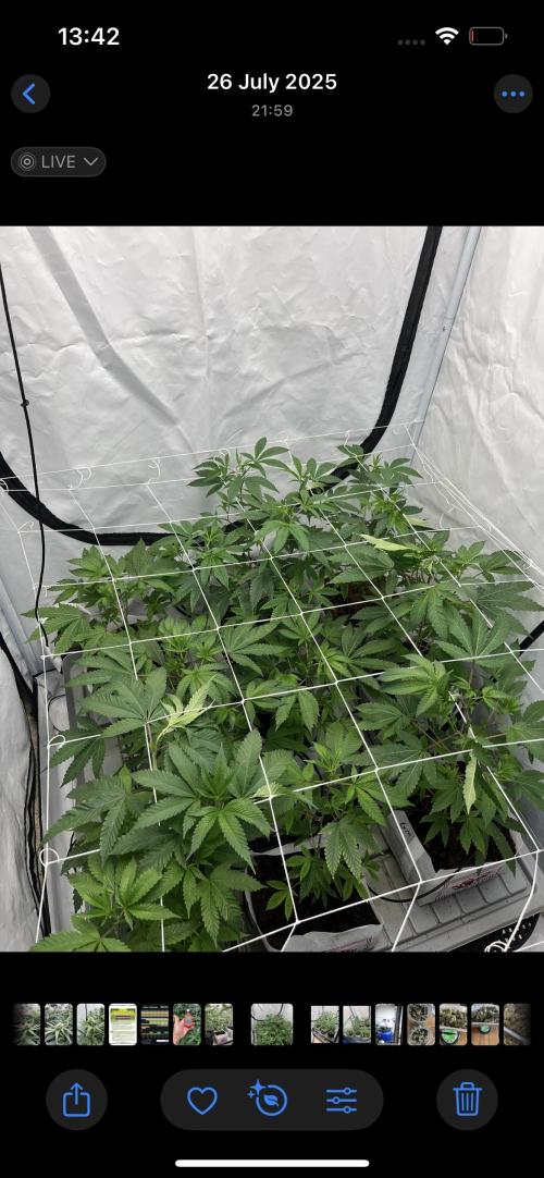 Clone mix party. Week 4 - Scrog + defoliation