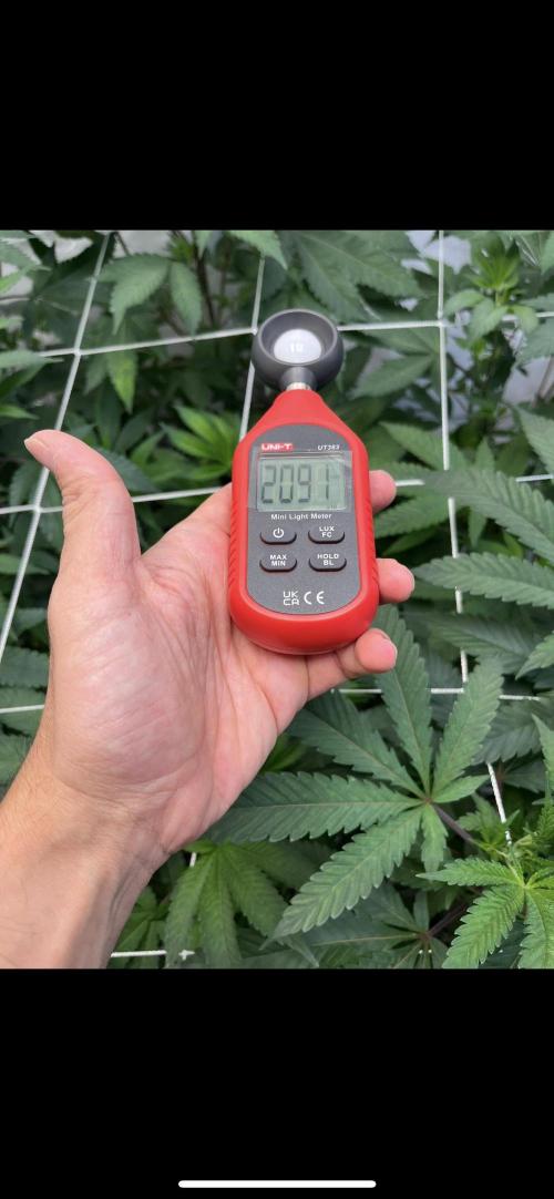 Clone mix party. Week 4 - Setting my lights before switching to 12/12