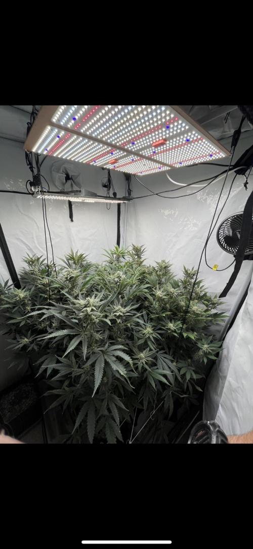 Clone mix party. Week 8 - Week 4 flowering  (4x4 tent)