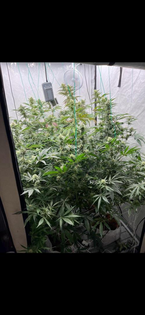 Clone mix party. Week 8 - Week 4 flowering,  (3x3 tent) “greasy monkey”