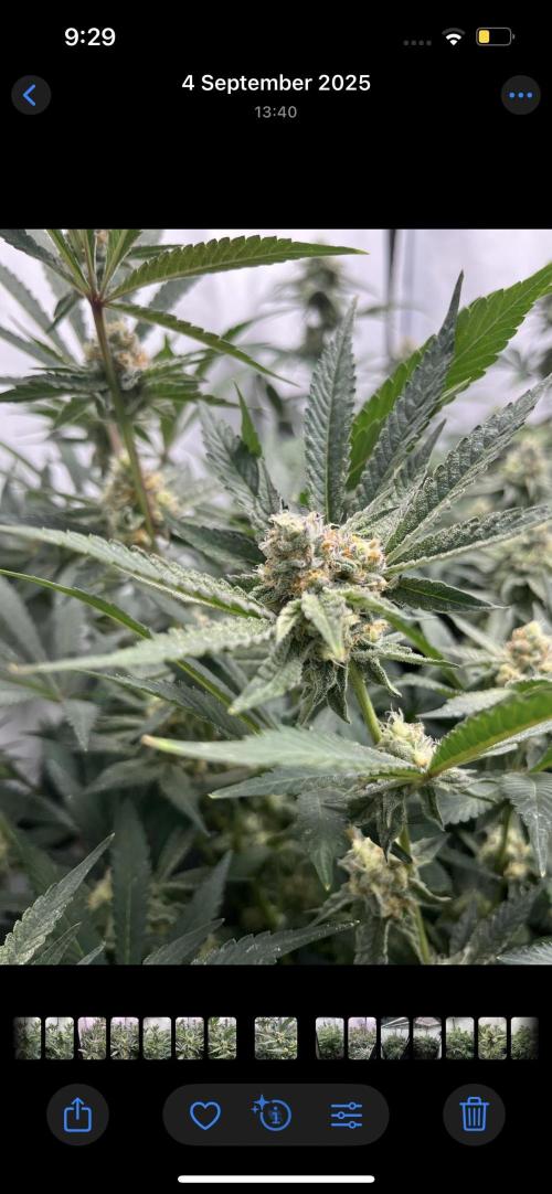 Clone mix party. Week 8