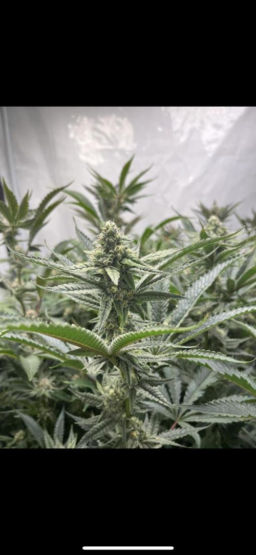 Clone mix party. Week 8
